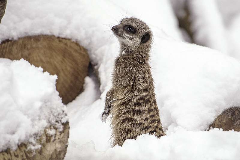 Erdmännchen (Foto: Susi Fischer/Zoo Heidelberg)