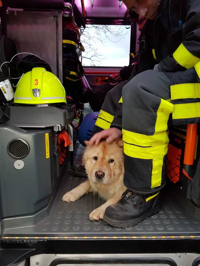 Die befreite Hündin - Feuerwehr Frankfurt am Main