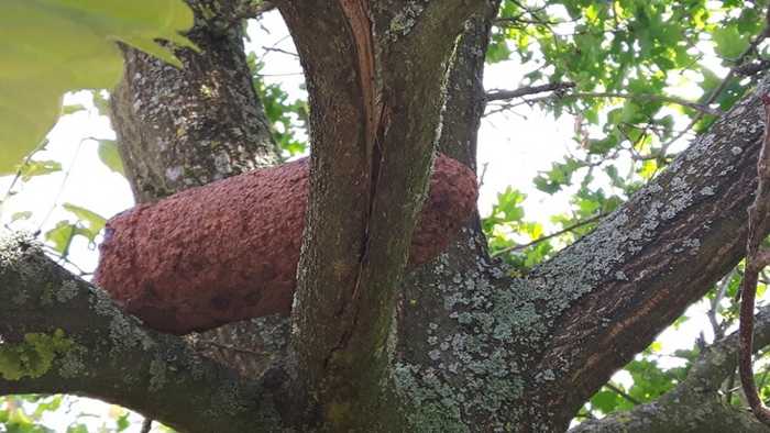 Aufgefundene Granate im Baum