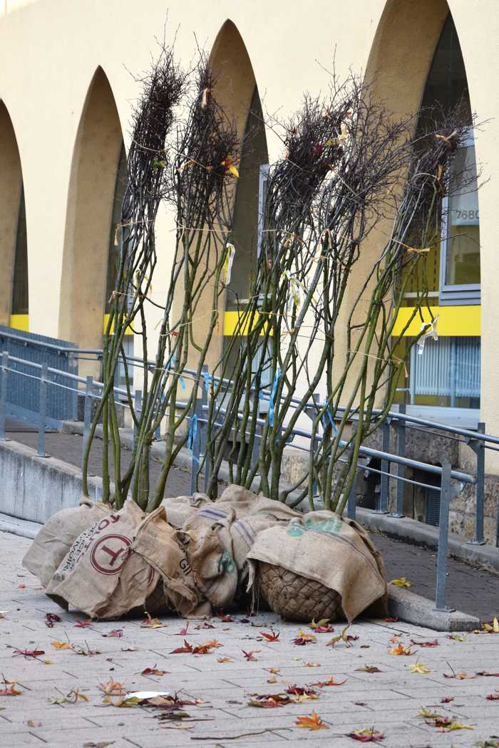 Im Zuge der abschließenden Arbeiten wurden in der Ostbahnstraße im Abschnitt zwischen Weißquartierstraße und Quartier Chopin kürzlich 15 neue Bäume gepflanzt.