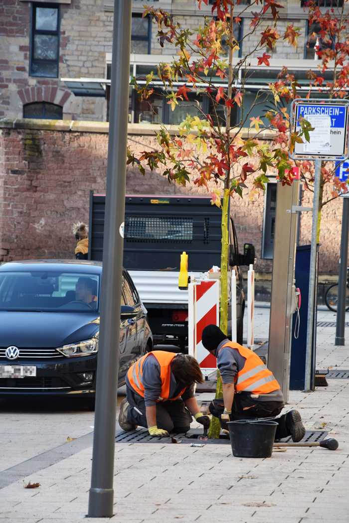 Wie auch in den anderen Bereichen der Ostbahnstraße wurden Amberbäume gewählt, die bis zu 15 Meter hoch werden können und im Herbst ein intensives Farbenspiel zeigen.