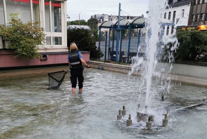 Rettung der Küken © Stadtverwaltung Bad Kreuznach