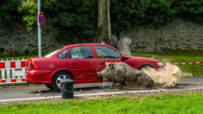 Mit rund 80 kmh prallt Testfahrer Stephan Schnabel gegen die rund 120 kg schwere Wildsau.