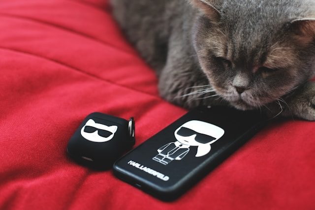 Graue Katze neben zwei schwarzen Modeaccessoires mit stilisierten Gesichtern