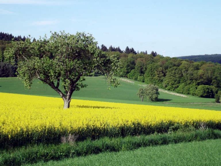 Schutzgemeinschaft Deutscher Wald RLP sucht den dicksten