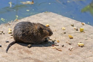 Eindammung Von Ratten Metropolnews Info