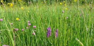 Wiese mit blühenden Knabenkräutern auf Gemarkung Ittersbach; Foto: Dr. Aly / RPKA