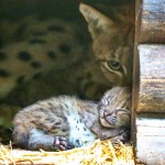 Karlsruhe Zoo Luchs Luchsweibchen Zveta Nachwuchs