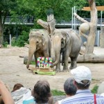 Karlsruhe Zoo Elefanten Rani 60. Geburtstag 2015 Shanti Ranis Torte naschen