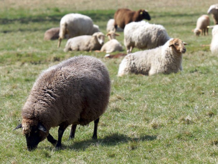 Schafe (Foto: Regierungspräsidium Darmstadt)