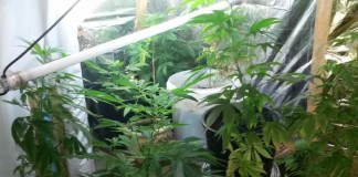 Indoor-Plantage mit Marihuana-Pflanzen