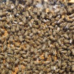 Bienen