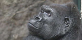 Gorilla-Weibchen Julchen verstarb im Alter von 52 Jahren (Foto: Matthias Besant