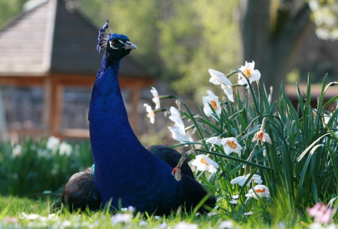 Pfau (Foto: T. Schmeing)