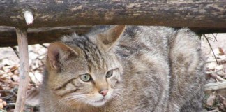 Weiter verbreitet als gedacht: Die Europäische Wildkatze Felis silvestris silvestris (Foto: Senckenberg/Steyer)