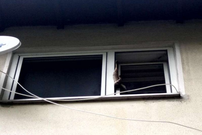 Eine Katze war in einem gekippten Fenster eingeklemmt (Foto: Polizei)