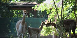 Vikunja Jungtier mit Mutter (Foto: Zoo Frankfurt)