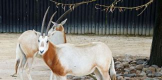 Die neuen Säbelantilopen (Foto: Zoologischer Stadtgarten Karlsruhe)