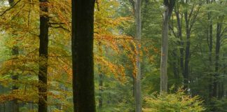 Herbstwald (Foto: Landesforsten.RLP.de / Hansen/Lamour)