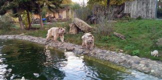 Uschi(Wasser), Benni und Gudrun (rechts). (Foto: Zoo Heidelberg)