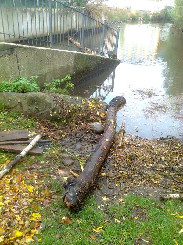 Die Regenfälle haben viel Treibgut angeschwemmt. (Foto: Stadtverwaltung Neustadt an der Weinstraße