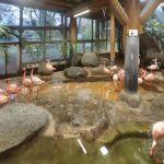 Vorsorgemaßnahmen im Zoo Karlsruhe – die Zwergflamingos können wie immer im Inneren des Dickhäuterhauses beobachtet werden. (Foto: Stadt Karlsruhe)