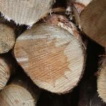 Holz Baumstämme Forst Symbolbild Pixabay