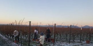 Eisweinernte der vergangenen Nacht auf dem Weingut Villa Hochdörffer. (Foto: Weingut Villa Hochdörffer)