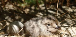 Graumöwen-Küken mit dichtem Daunenkleid (Foto: S. Bruslund/Zoo Heidelberg)