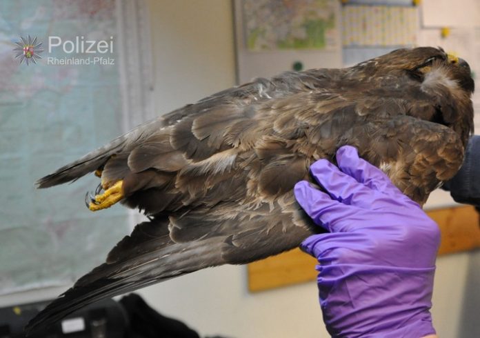 Der sichergestellte Raubvogel