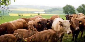 Glanrinder (Foto: Donnersberg-Touristik-Verband)