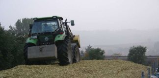 Landwirt beim Verdichten von Maissilage im Fahrsilo (Foto: BV)