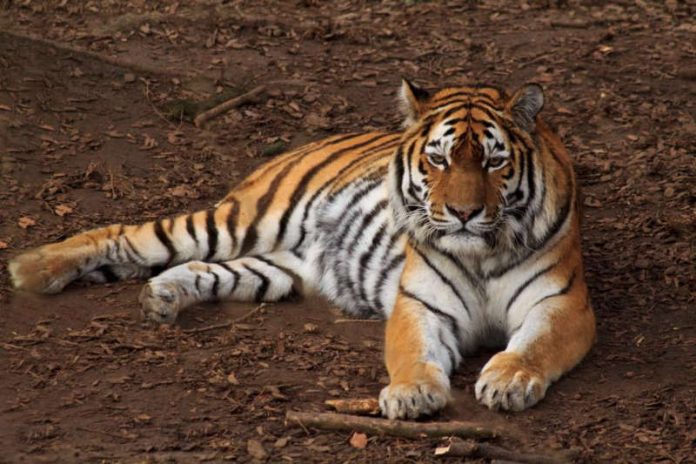 Tiger (Quelle: Zooschule Landau, Foto: Holger Feldmaier)