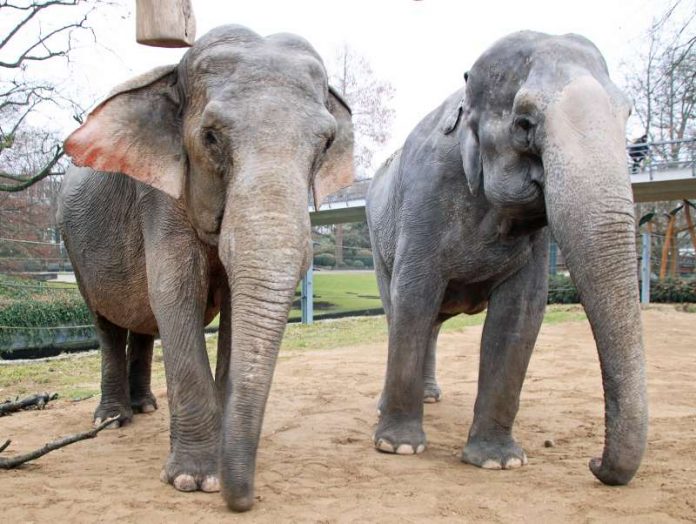 Nanda und Rani im Zoo Karlsruhe: Elefantenkühe verschiedener Altersklassen leben in Herden zusammen. (Foto: Stadt Karlsruhe)