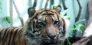 Sumatra-Tiger Vanni im Katzendschungel (Foto: Zoo Frankfurt)