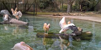 Die Rosa Pelikane genießen das Bad und die Sonne (Foto: Zoo Heidelberg)