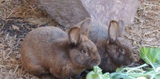 Im Zoo Landau leben Deutsche Großsilberkaninchen, die zu den bedrohten Haustierrassen zählen und mit denen der Zoo an einem Zuchtbuch beteiligt ist. (Foto: Zoo Landau)