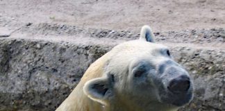 Kap auf Erkundungstour (Foto: Zoo Karlsruhe)