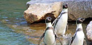 Die Humboldtpinguine stehen am 25. April im Mittelpunkt von speziellen Führungen. (Foto: Zoo Karlsruhe)