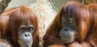 PUAN und SARI gemeinsam mit dem kleinen BERANI. (Foto: Heidrun Knigge/Zoo Heidelberg)