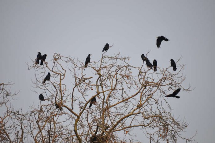 Saatkrähen sind vielen Bürgerinnen und Bürgern ein Dorn im Auge. Die geschützten Vögel haben in Landau unter anderem am Otto-Hahn-Gymnasium und an der Pestalozzischule Kolonien gebildet – ein umfassendes Maßnahmenpaket soll die Tiere nun „vergrämen“ und sie in Randbereichen der Stadt heimisch machen. (Foto: Stadt Landau in der Pfalz)