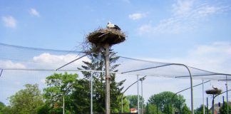 Die Gemeinde Bornheim bietet Spaziergänge zu den Storchennestern an (Foto: Norbert Arend)