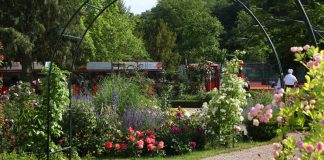 Rosen (Foto: Tourismusverein Südliche Weinstraße Bad Bergzabern)