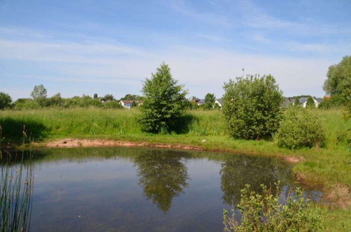 Natur (Foto: Stadtverwaltung Schifferstadt)