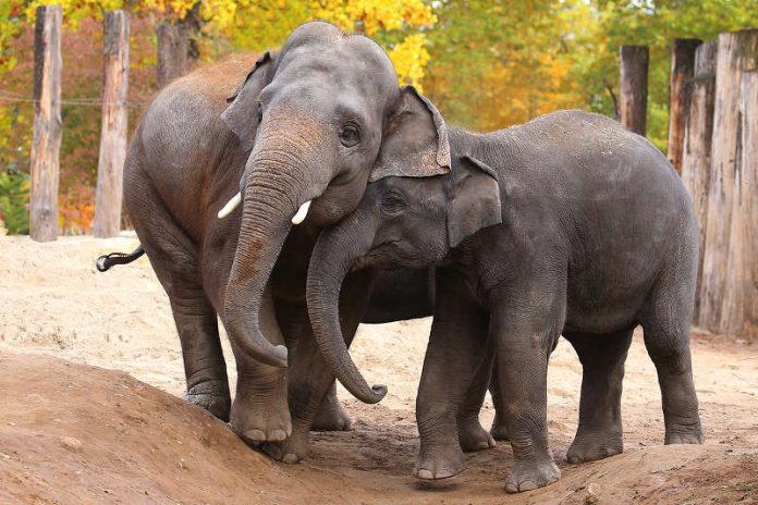 Elefanten (Foto: Gerd Löwenbrück/Zoo Heidelberg)