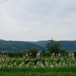 Fahrräder in Wingerte (Foto: Pfalzwein)