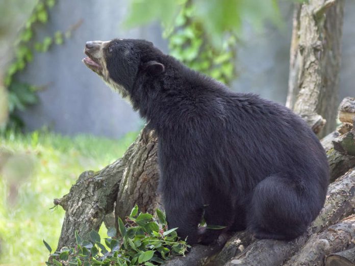 Der Brillenbär Cashu im Frankfurter Zoo (Foto: Rolf Walther)