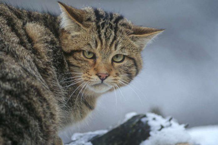 Wildkatze (Foto: Thomas Stephan / BUND)