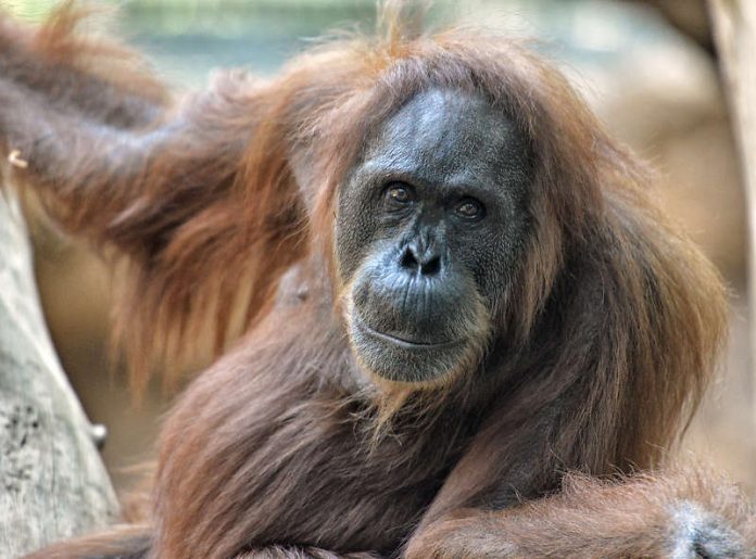 Orang-Utan-Weibchen Djambi (Foto: Jutta Hof)