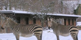 Zebra (Foto: Zoo Landau)